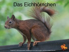 1-Eichhörnchen-Präsentation.pdf
